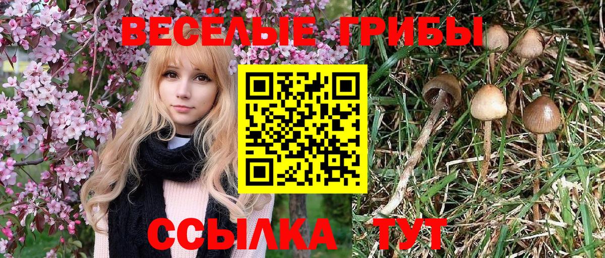 Галлюциногенные грибы Cubensis Ртищево